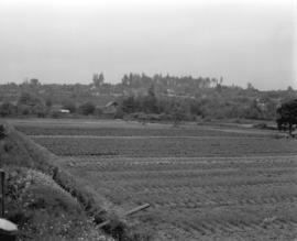 [Chinese farms on southwest Marine Drive]