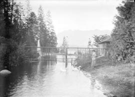 [Woman standing near swans in Stanley Park]