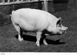 Pig owned by R. A. Coleman of Ladner, B.C.