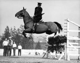 Horse jumping brush fence in equestrian competition