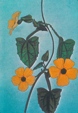 Botany : Thunbergia alata, 1825