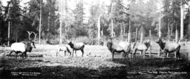 The Elks Stanley Park, Vancouver, B.C.