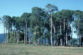 Populus tremuloid, near Crater Lake