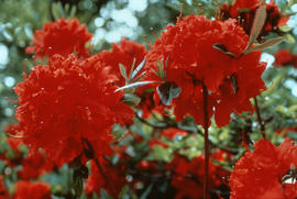 Rhododendron 'vineland flame', Vineland Ontario