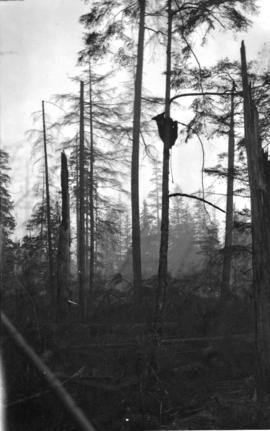 [Bear cub up tree at 16th and Collingwood Street]