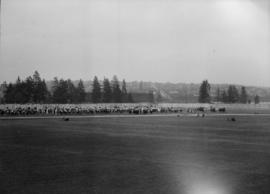 Canadian Pacific Exhibition - Horses and cattle in the field ready to show