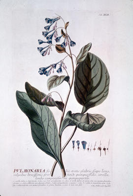Botany : Pulmonaria (Mertensia virginica), tire de Trew, Plantae Selectae