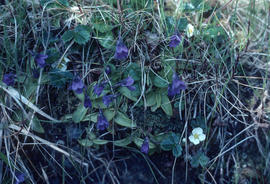 Pinguicula vulgaris; Long Beach, V[ancouver] I[sland], B.C.