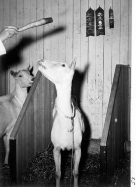 Prize-winning goat in stall with carrot held over its head