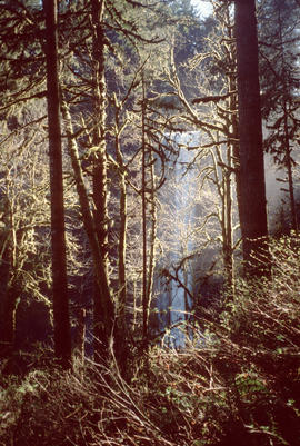 Woodland Magic Silver Falls Oregon Pacific Northwest Forest