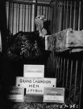 Grand champion female turkey in poultry competition