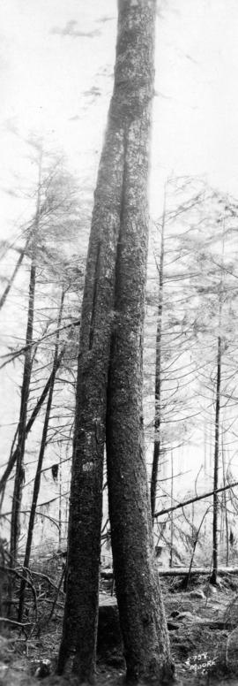 [View of two-trunked trees]