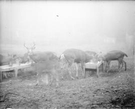 [Deer eating from troughs at Harrison Hot Springs]