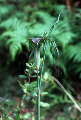 Arisarum