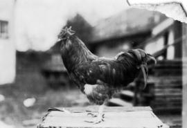 Dark-colored rooster in poultry competition