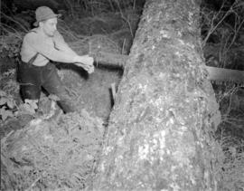 [Logging for] Pacific Mills [on the] Queen Charlotte Islands