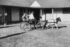 Children riding in a pony cart driven by a groom at Minnekhada stables