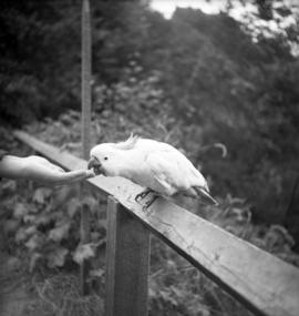 [A cockatoo being hand-fed]