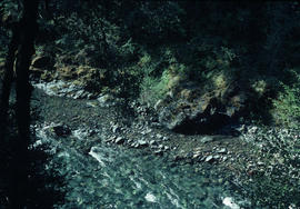 Habitat : Smith River N[orth] of Gasquet, Cal[ifornia] U.S.A.