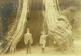 [L.D. and Theodore Taylor standing in the hollow tree in Stanley Park]