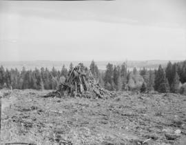 Capilano Highlands : stump pile