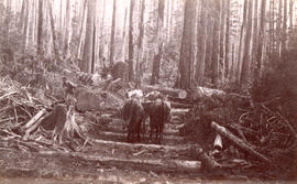 [A team of oxen on a skid road in Oben's Camp in the West End]