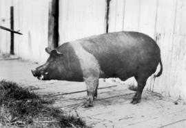 Dark-colored swine from swine competition