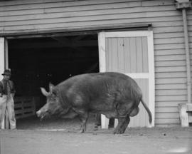 C.P. Exhibition - Prize pigs