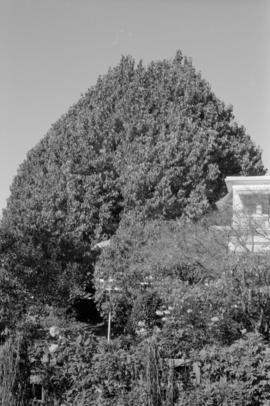 Magnolia acuminata