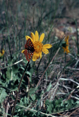 Balsamorhiza hookeri