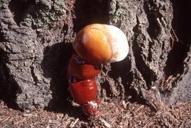 Ganoderma [okegoneuse] or lucidum : varnished bracket