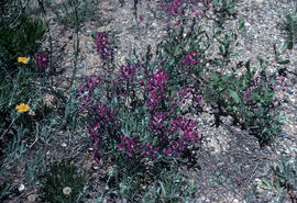 Oxytropis lambertii [in] Colorado