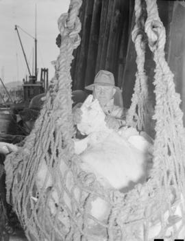 Prince Rupert : loading fish, harbour scenes