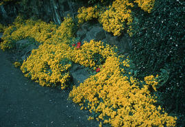 Alyssum saxatile