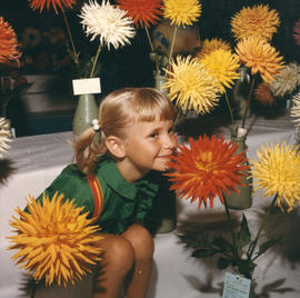 Young girl sitting in display of dahlias on P.N.E. grounds
