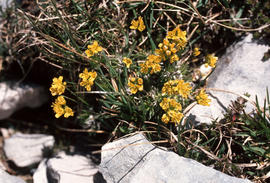 Draba aizoides, Mt. Ventoux summit 8129ft