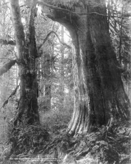 Big trees, Stanley Park, Vancouver, B.C.