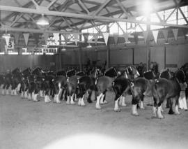 Clydesdale plowing team at Minnekhada