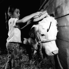 Young girl brushing Hereford cattle