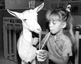 Girl with goat at milk exhibit