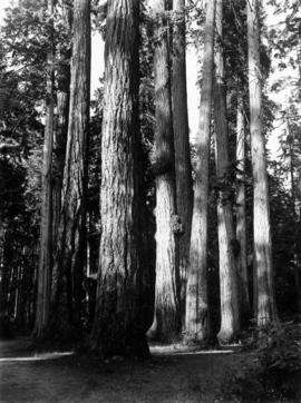 Cathedral Trees, Stanley Park