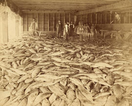 [Interior of Fraser River Salmon Cannery]