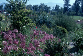 Allium albopilosum