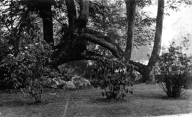 Cleared area with shrubs around maple trees in Stanley Park