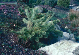 Dwarf conifers : Pinus sylvestris "Boersma"
