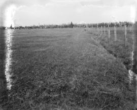 [Shannon's Farm, Granville Street and 57th Avenue]