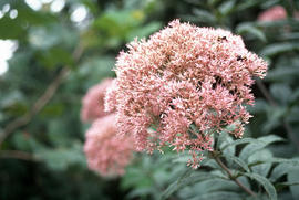 Eupatorium [at] Brandywine Conservancy