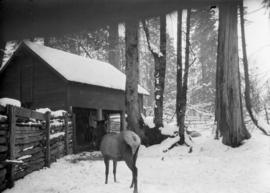 Elk at park [in] snow