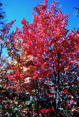 Acer rubrum