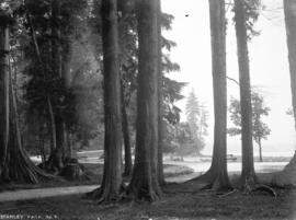 [Trees and section of seawall] Stanley Park